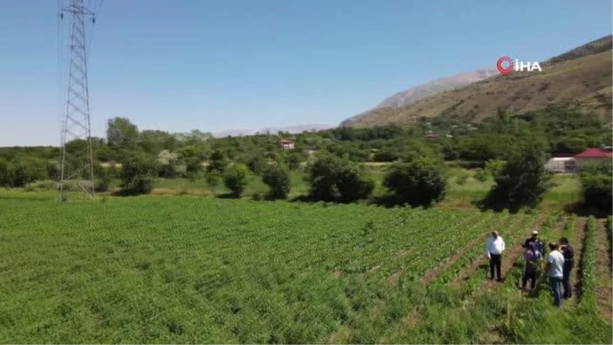 Erzincan\'da Sebze Üretimi Artıyor