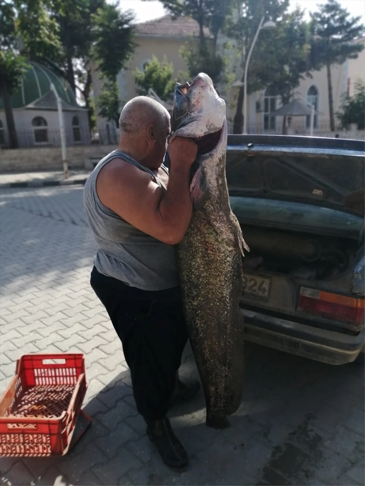 Edirne\'de 2 Metrelik Yayın Balığı Yakalandı