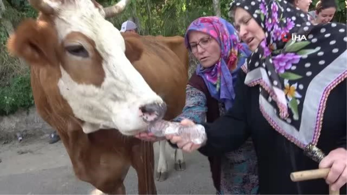 Yalova\'da susuz kalan köylü yol kapattı, pet şişeyle ineklerine su içirdi