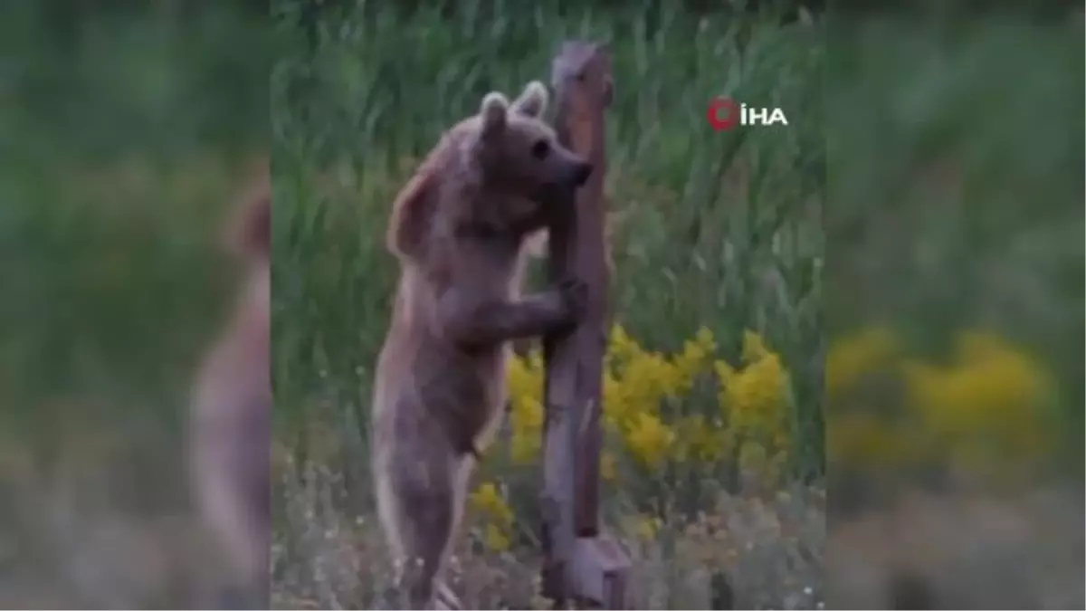 Yavru boz ayının araç sürücüsüne saldırısı kamerada