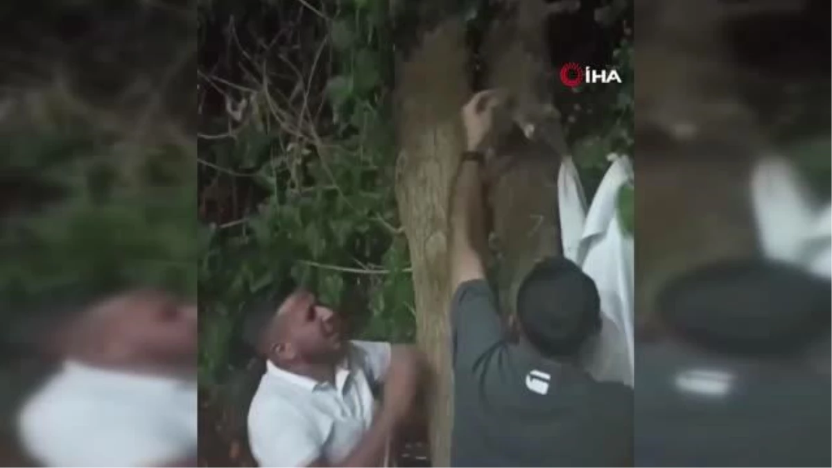 Ağaçta sıkışan kedi vatandaşlar tarafından kurtarıldı