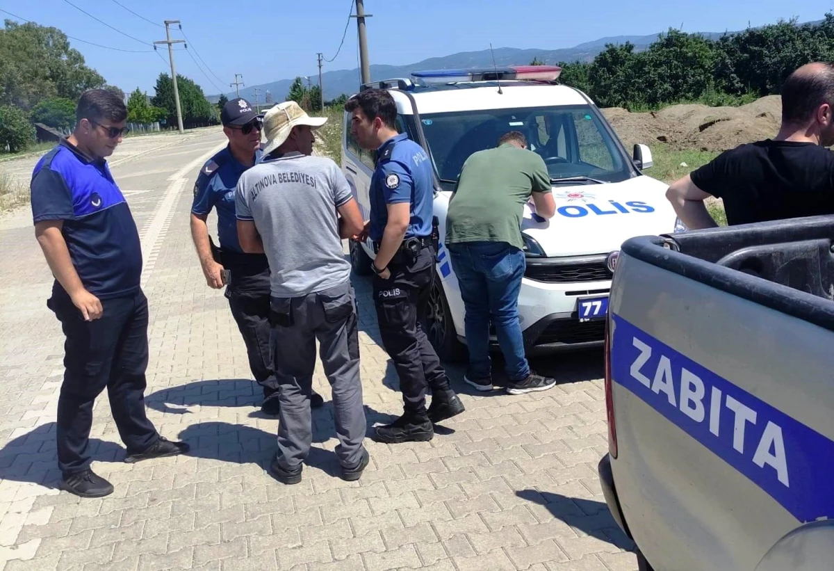 Yalova Altınova Belediyesi Zabıta Amirliği, Deniz Börülcesi Toplayan Şahsı Yakaladı