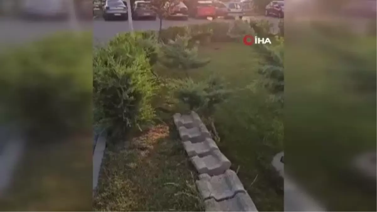 Ankara'da aç kalan tilki sokaklarda görüldü