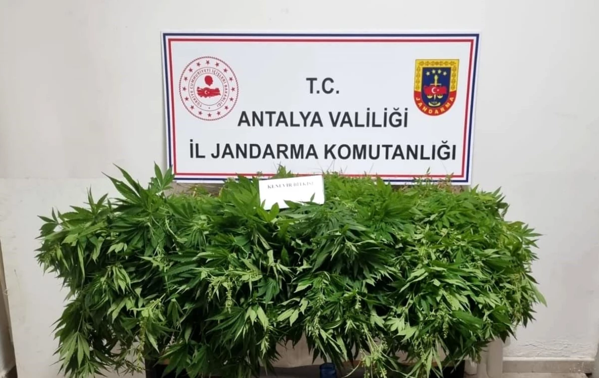 Antalya\'da Kenevir ve Esrar Operasyonu: 248 Kök Kenevir ve 33 Gram Esrar Ele Geçirildi