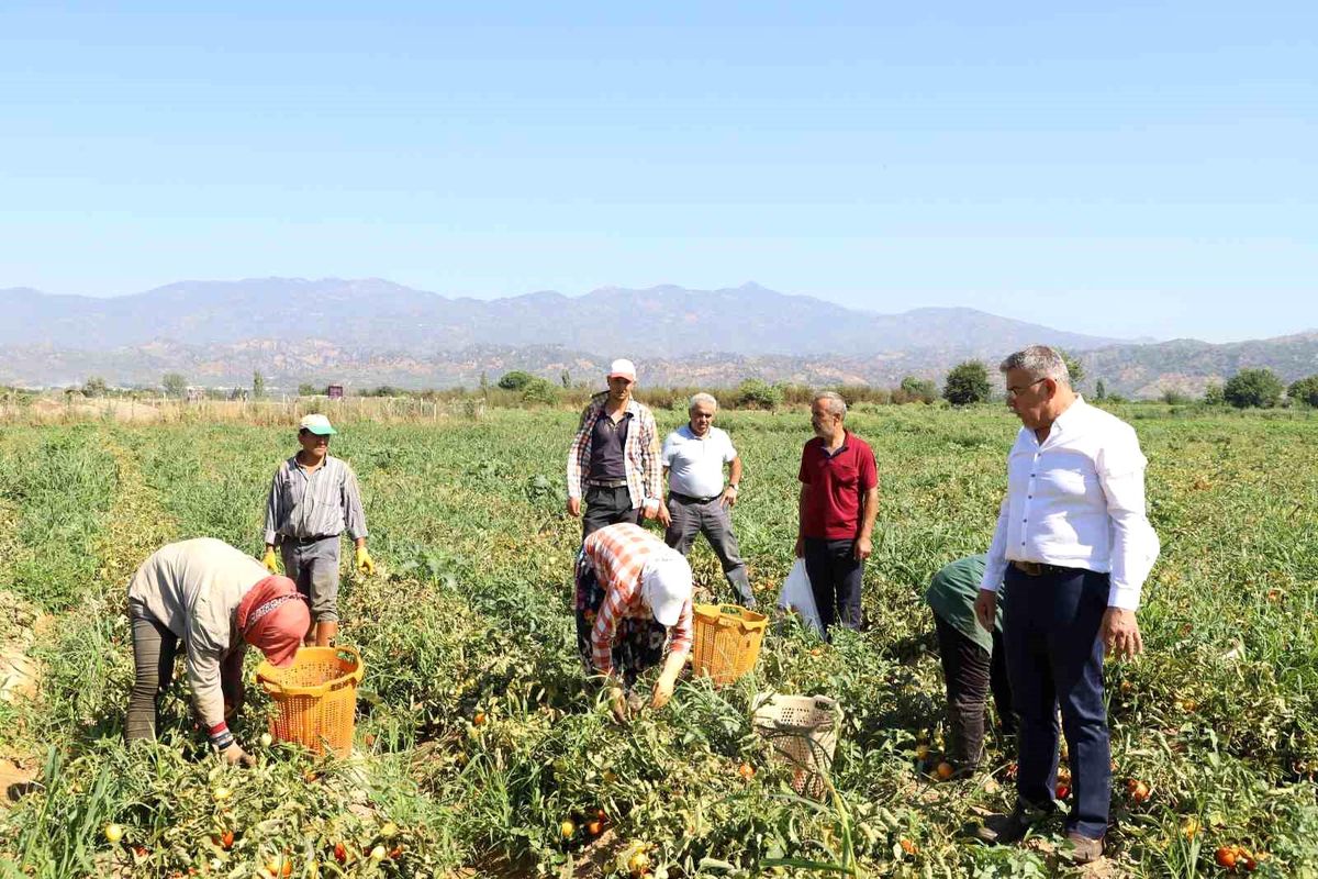Köşk Çiftlik Domatesleri Sofralara ve Salça Fabrikalarına Ulaşıyor