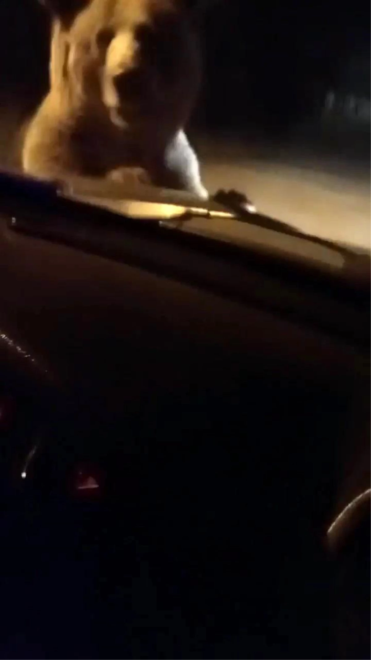 Uludağ\'da Ayı ve Yavruları Araç Sürücüsünü Korkuttu