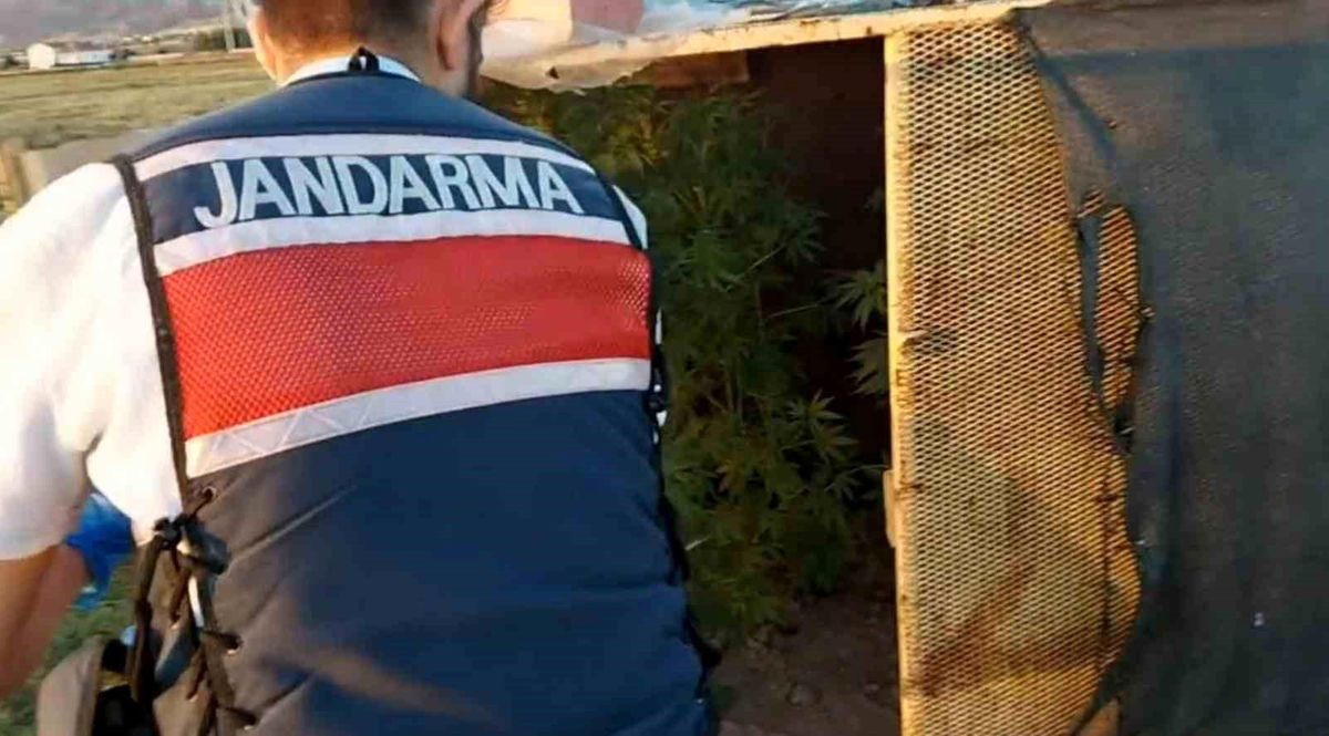 Aksaray\'da Kenevir Yetiştirerek Esrar Üretimi Yapan Şüpheli Yakalandı