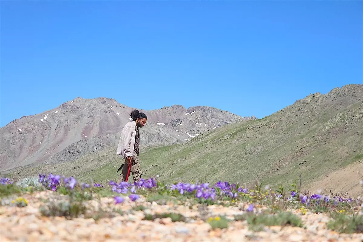 Bayburt\'ta Endemik Bitki Türleri Araştırılıyor