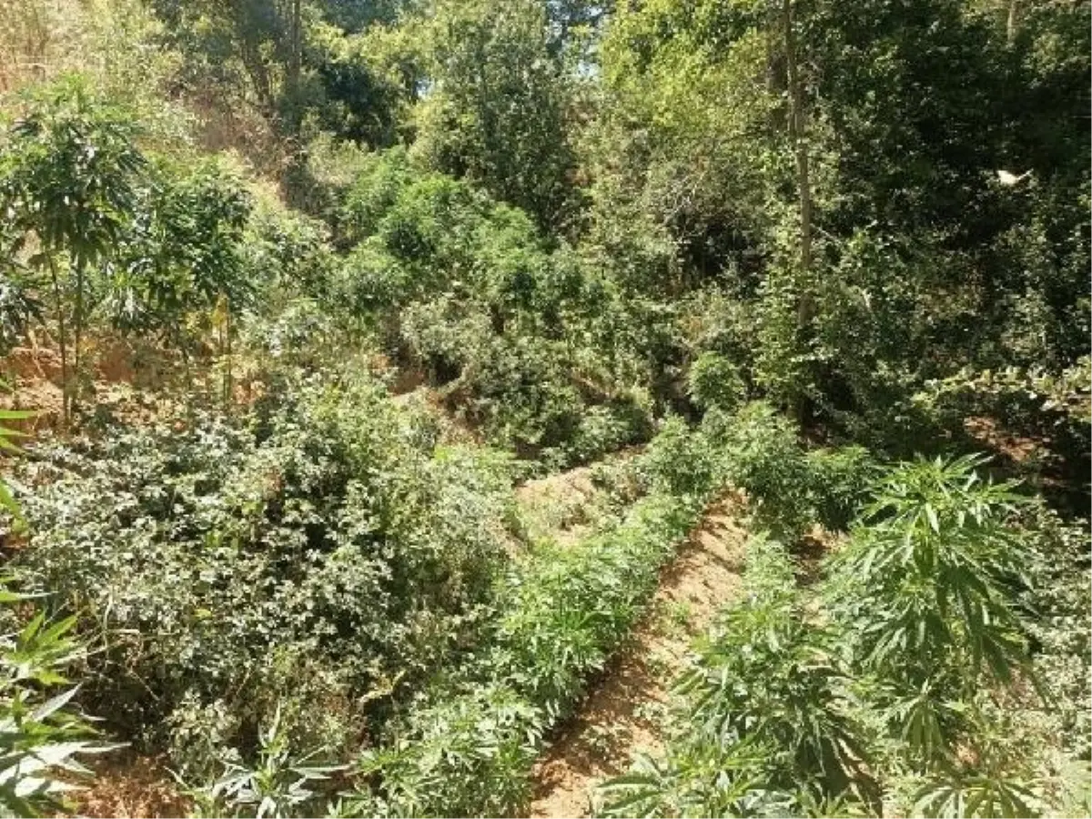 Bingöl'de 3 Bin 591 Kök Hint Keneviri Ele Geçirildi