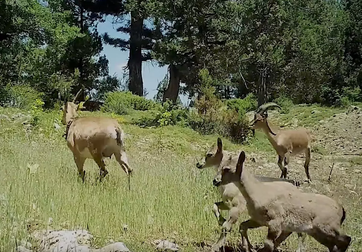 Burdur\'da doğadan yakalanan yaban keçileri üredi