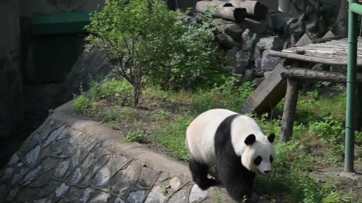 Dev Panda Xi Le, Tianjin Hayvanat Bahçesi\'nde 10. Yaş Gününü Kutladı