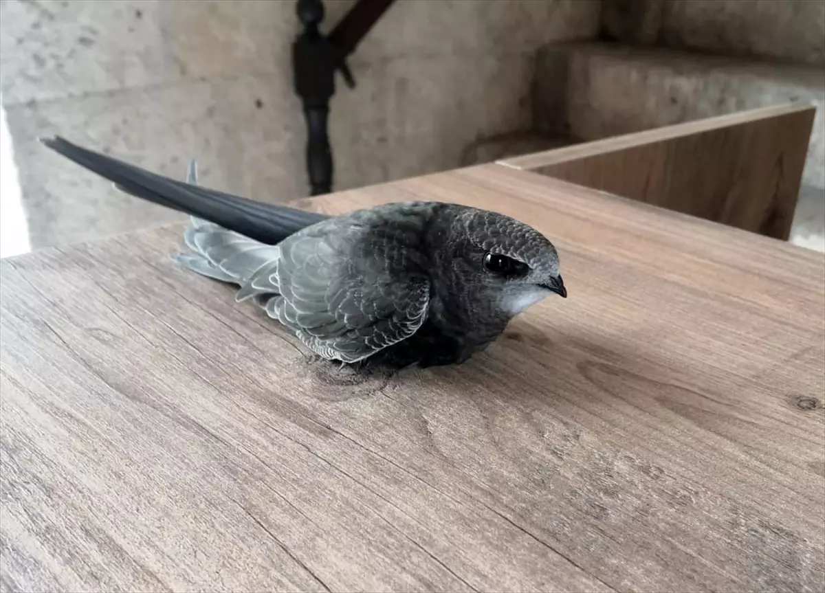 Safranbolu'da Yaralı Bulunan Ebabil Kuşu Tedavi Edildi