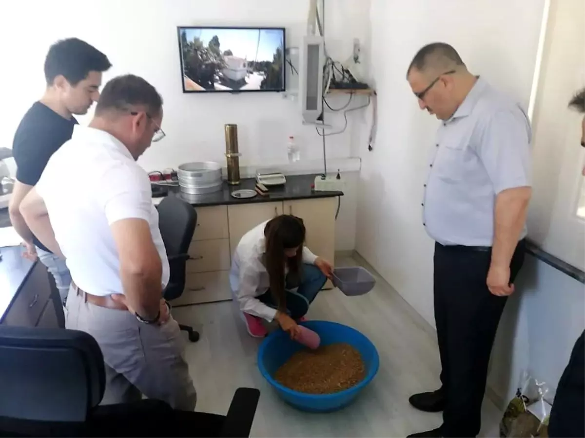 Denizli TMO Son Buğday Tanesine Kadar Alım Yapacak