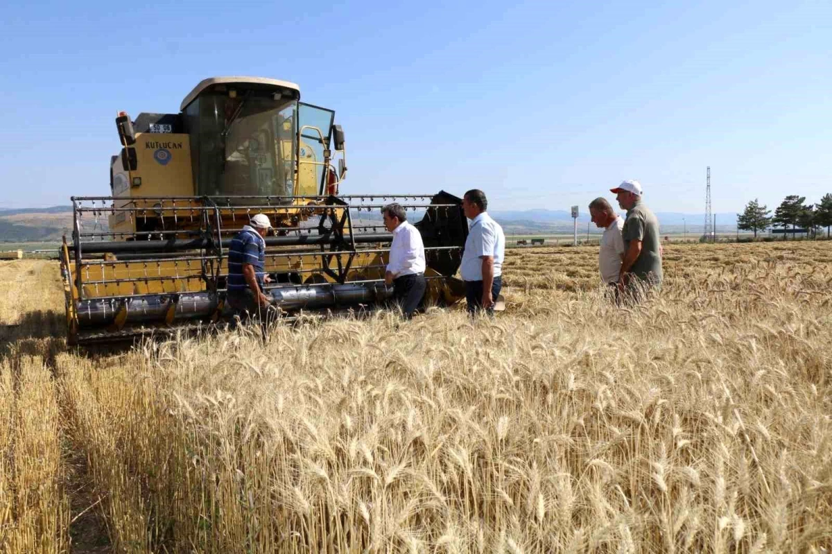 Amasya\'da Gökhöyük Şehit Cemalettin Özdemir Mesleki ve Teknik Anadolu Lisesi\'nde Buğday Hasadı Yapıldı