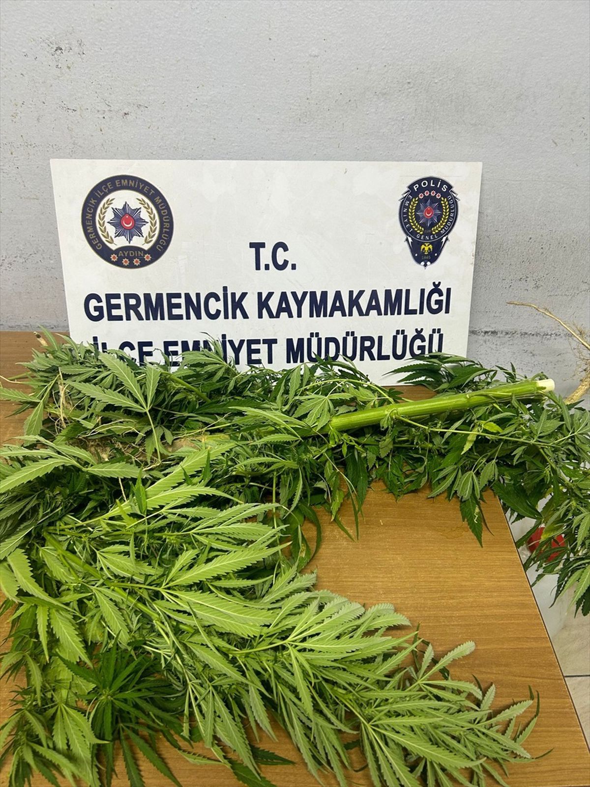 Aydın\'da Ev Bahçesinde Hint Keneviri Yetiştiren Kişi Gözaltına Alındı