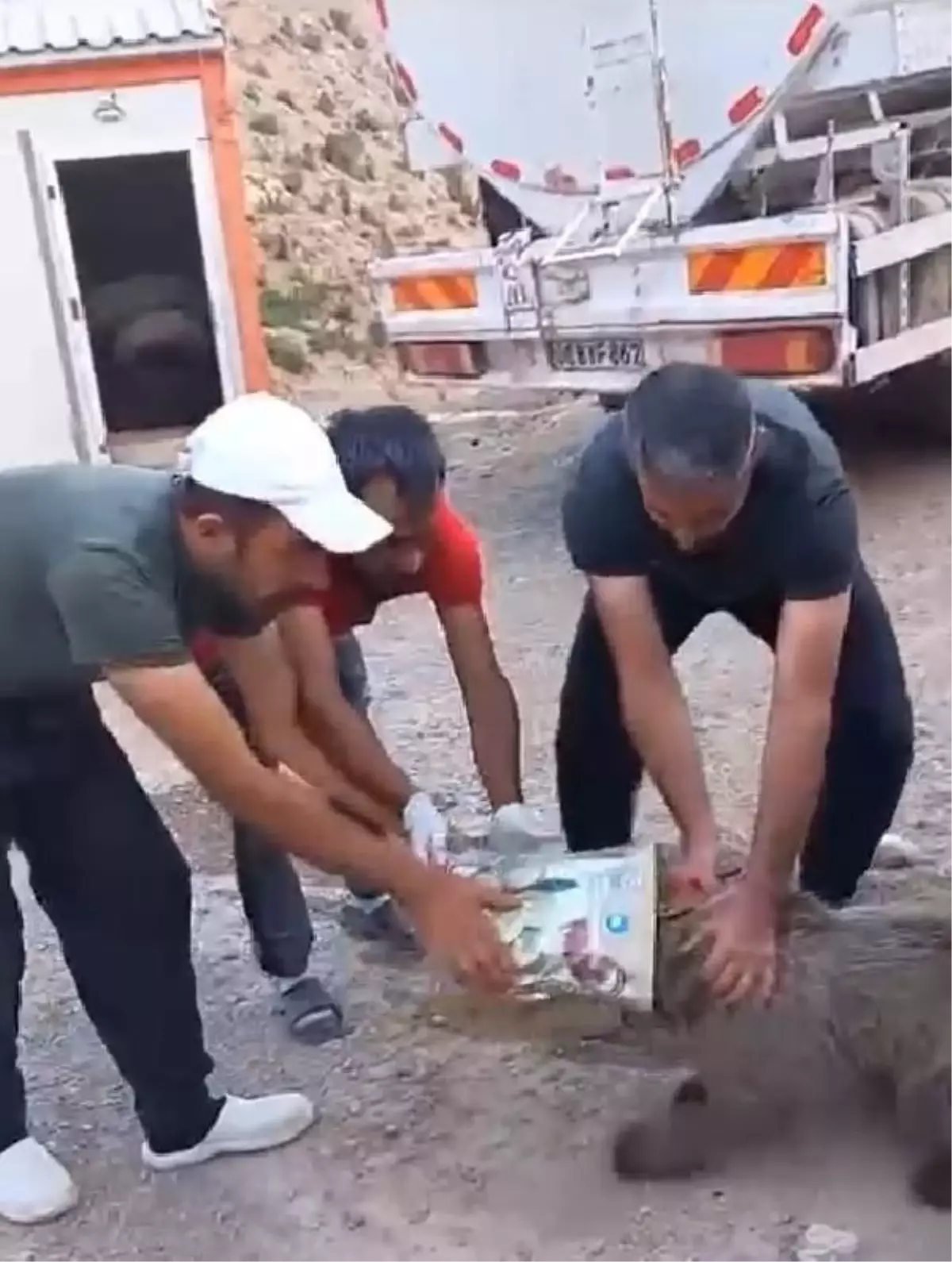 Yavru Bozayı Teneke Kutudan Kurtarıldı