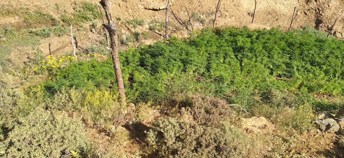 Bingöl\'de 5 bin 227 kök Hint keneviri ele geçirildi