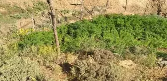 Bingöl'de 5 Bin 227 Kök Hint Keneviri Ele Geçirildi