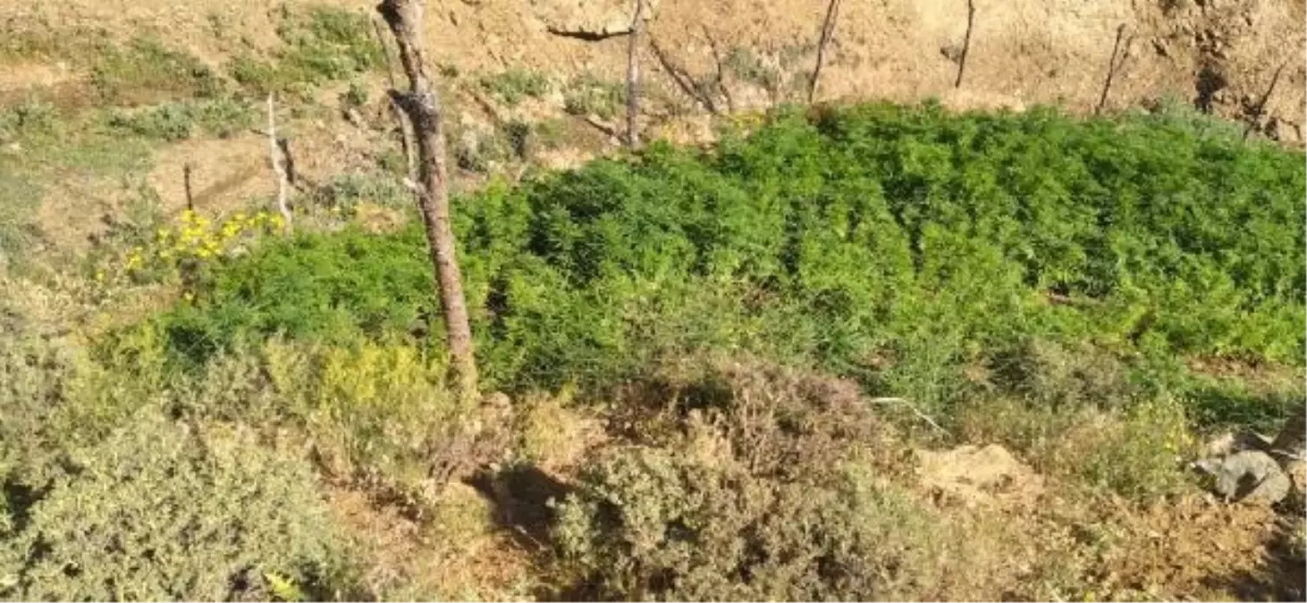 Bingöl'de 5 Bin 227 Kök Hint Keneviri Ele Geçirildi