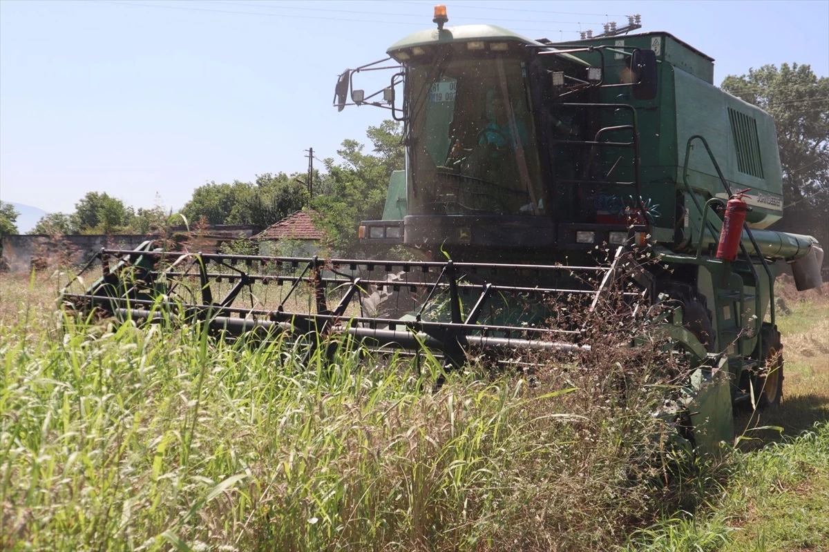 Düzce Belediyesi Tarım Seferberliği Kapsamında Buğday Hasadı Yaptı