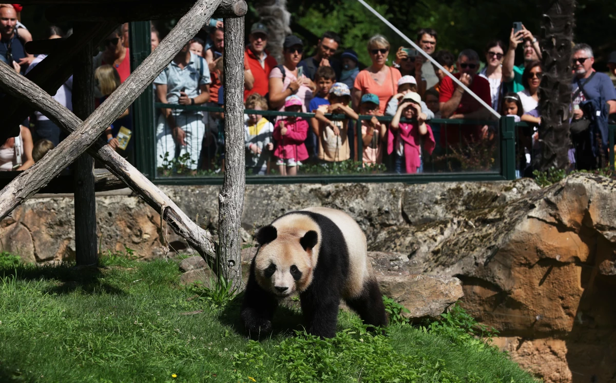 Fransa Doğumlu Dev Panda Yuan Meng Çin\'e Dönüyor