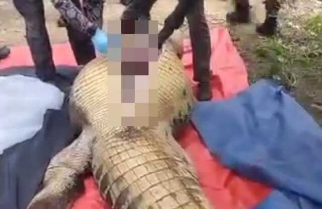 Malezya'da kayıp çiftçinin cesedi devasa bir timsahın midesinde bulundu Malezya'da kayıp çiftçinin cesedi devasa bir timsahın midesinde bulundu