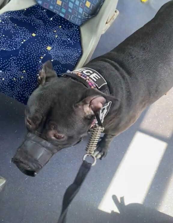 Pitbull ile belediye otobüsüne binmeye çalışan kadın olay çıkardı, şoförü tartakladı