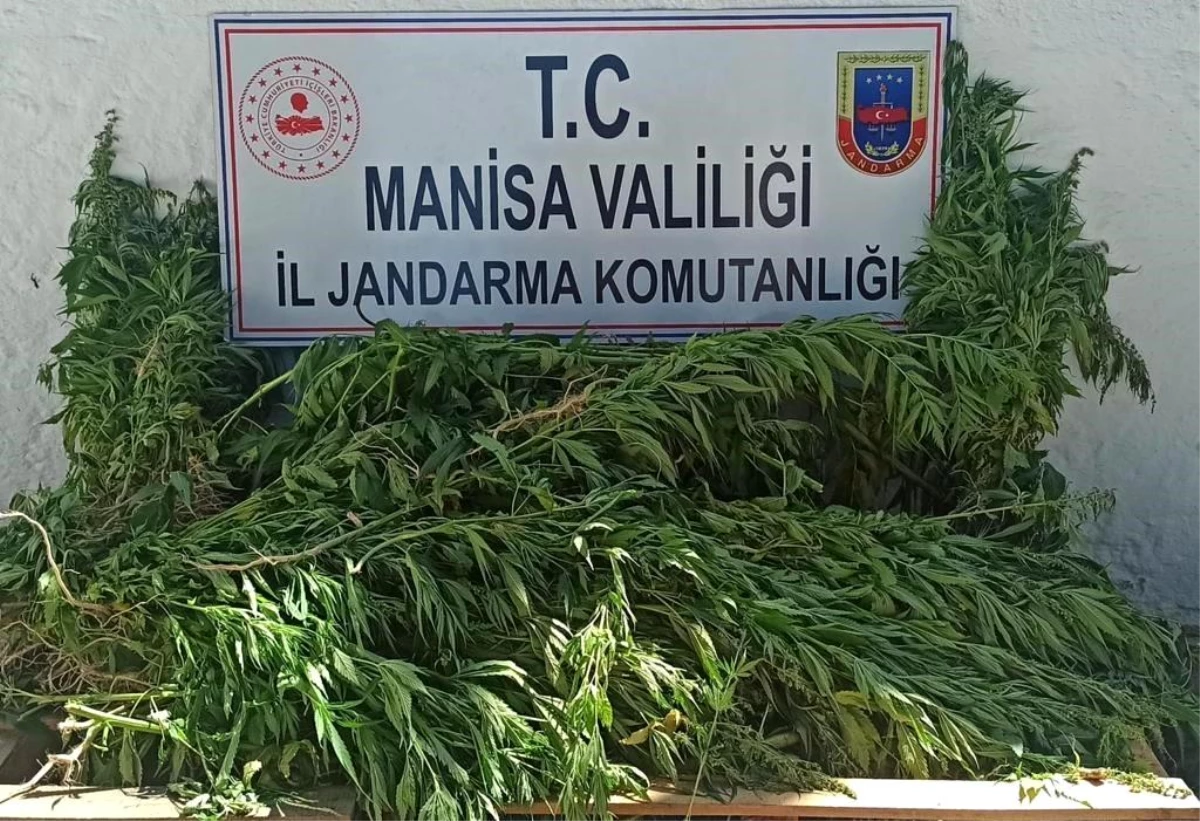 Manisa\'da Jandarma Operasyonunda Bin 15 Kök Kenevir ve 725 Gram Esrar Ele Geçirildi
