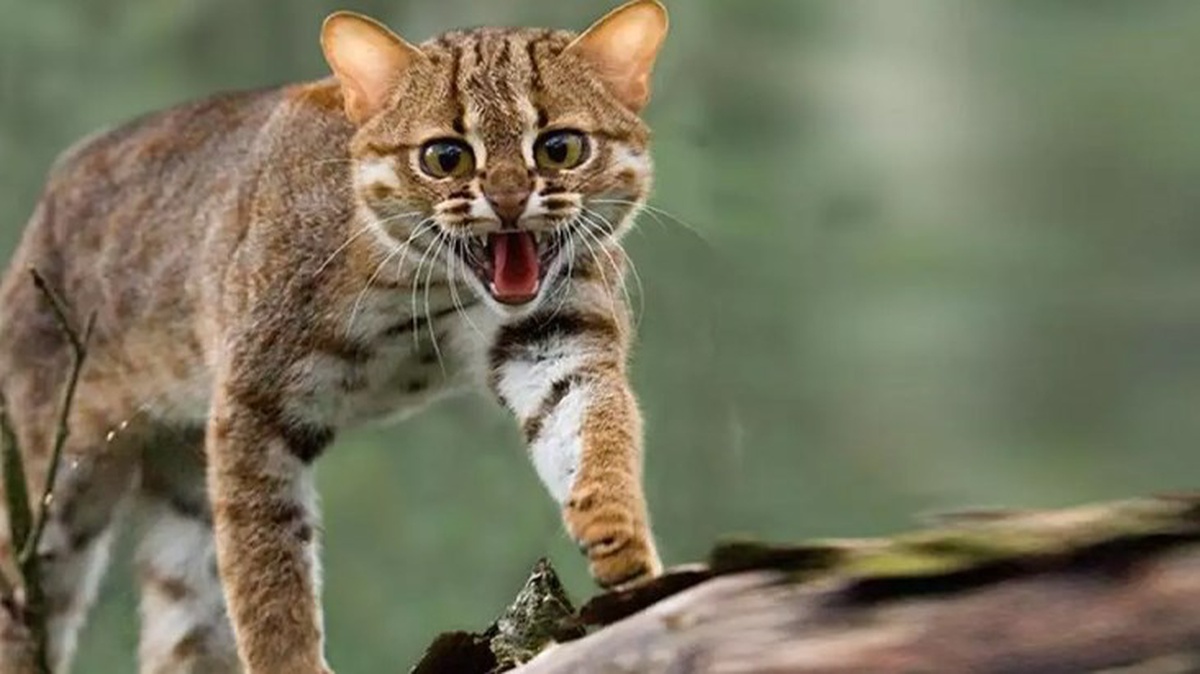 Yabani kedi, kaçırdığı bebeği çatıdan düşürerek ölümüne sebep oldu