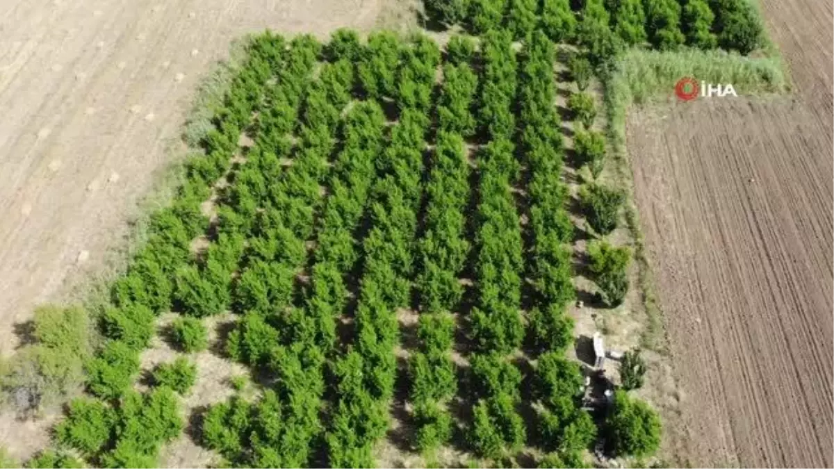 Bayramiç Beyazı Üreticinin Yüzünü Güldürdü