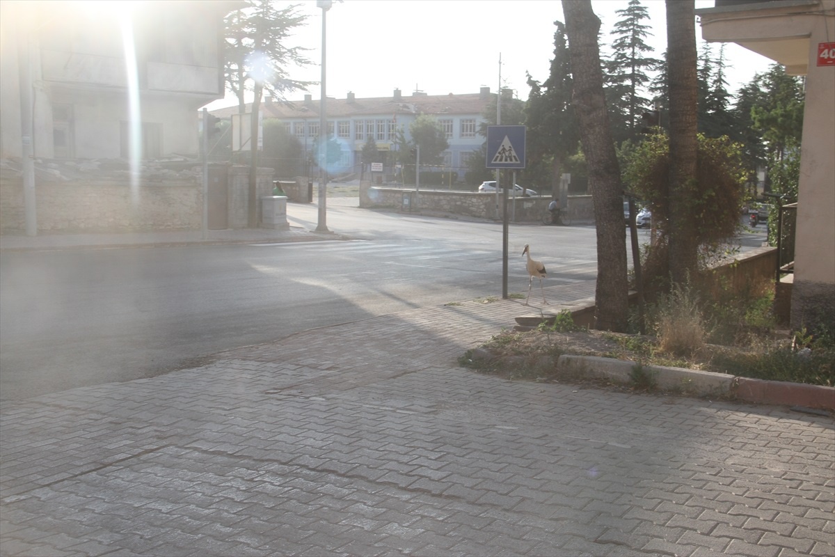 Beyşehir\'de yaralı leylek koruma altına alındı