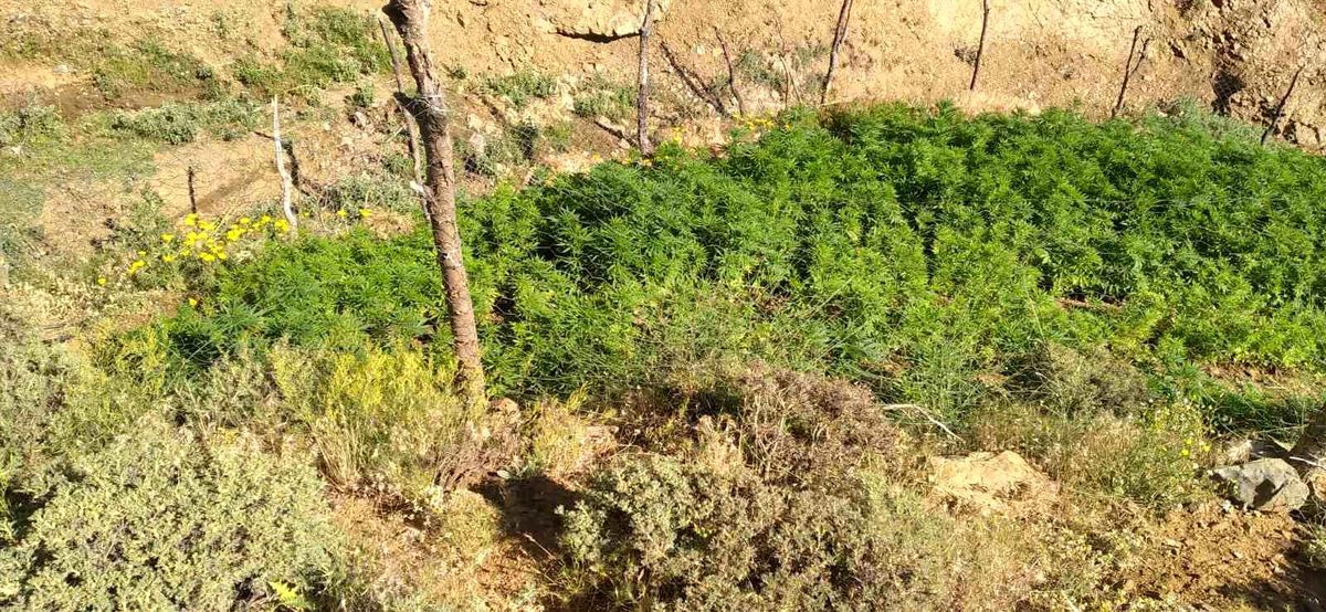 Bingöl\'de Jandarma Operasyonunda 5 Bin 227 Kök Kenevir Ele Geçirildi