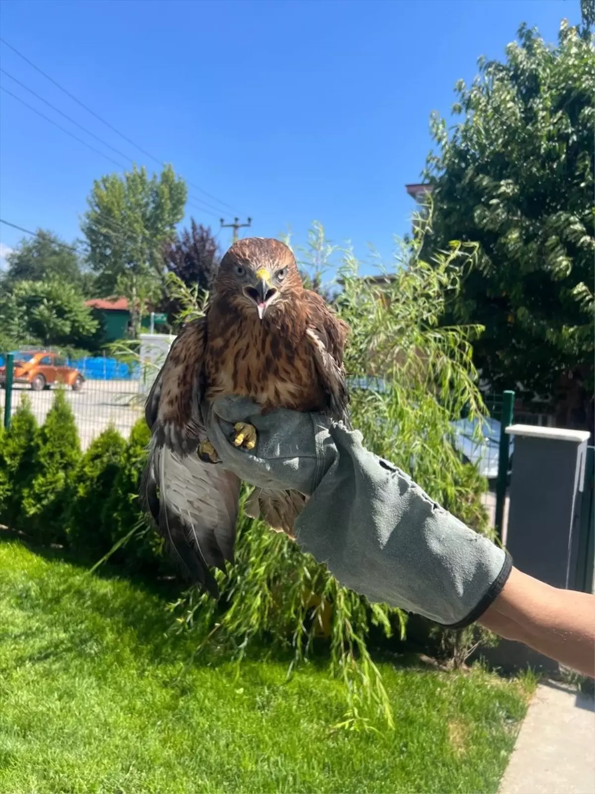 Bolu\'da Tedavi Edilen Kızıl Şahin Doğal Ortamına Bırakıldı