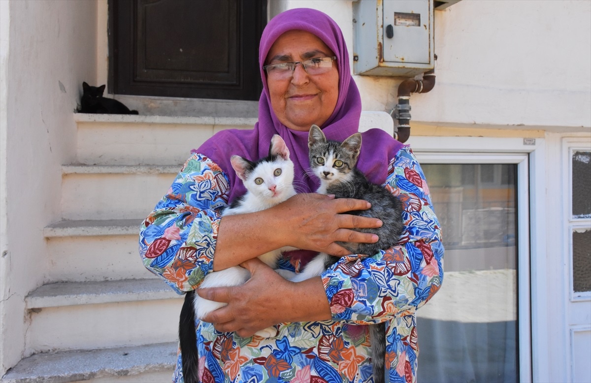 Eskişehir\'de sahipsiz kedilere mama desteği çağrısı