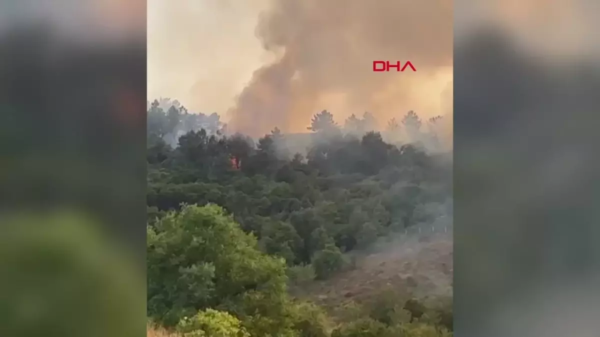 Beykoz\'da çıkan orman yangınları kontrol altına alındı