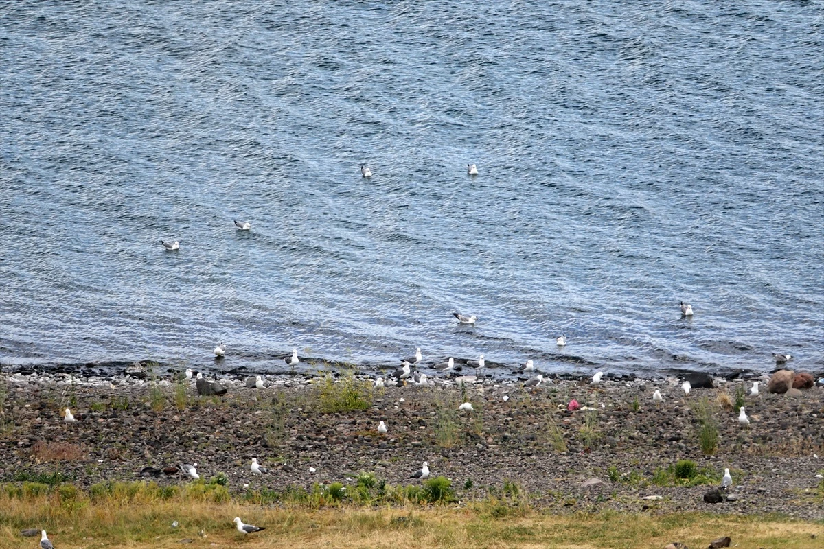 Ağrı\'daki Balık Gölü\'nde 110 Kuş Türü Tespit Edildi