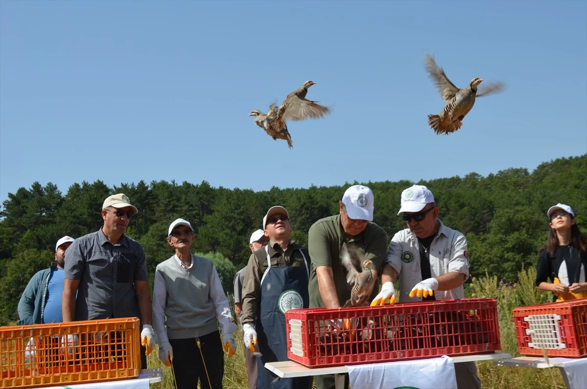 Türkmen Dağı\'nda 200 Keklik ve Tedavi Edilen Kızıl Şahin Doğaya Bırakıldı