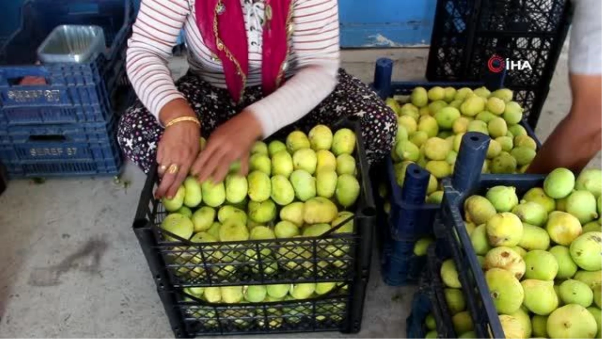 Mersin\'de incir hasadına başlandı, 30 bin ton rekolte bekleniyor