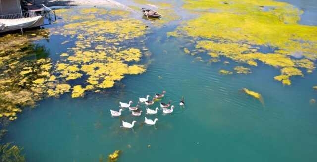 Seyhan Nehri can çekişiyor: Yosunlar nehri istila etti, otlar insan boyuna yaklaştı