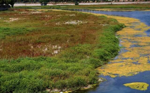 Seyhan Nehri can çekişiyor: Yosunlar nehri istila etti, otlar insan boyuna yaklaştı