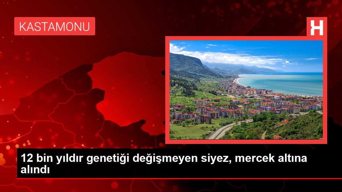 12 bin yıldır genetiği değişmeyen siyez, mercek altına alındı