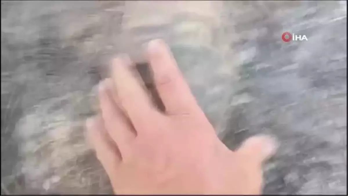 Alevlerin arasında yaşama dönen kaplumbağa, itfaiye erinin sevinci oldu