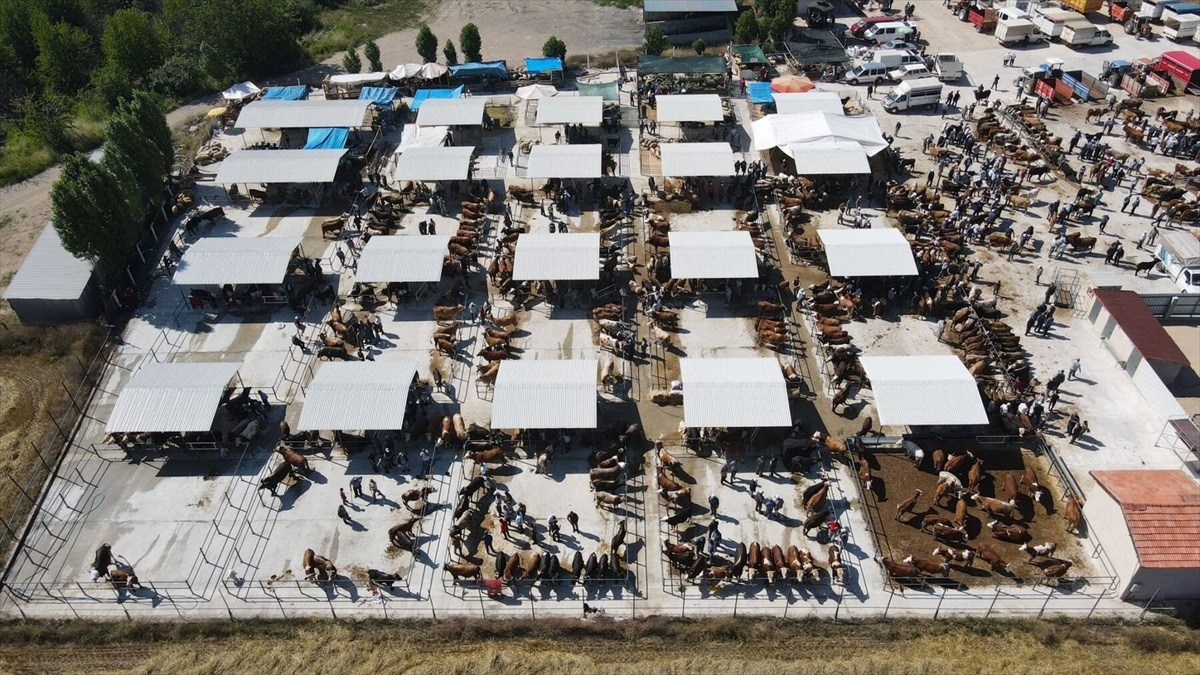 Amasya\'da Şap Hastalığı Nedeniyle Canlı Hayvan Pazarları Geçici Olarak Kapatıldı