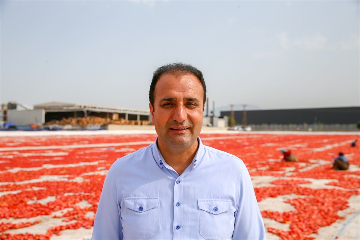 Torbalı\'da domates hasadı aşırı sıcak nedeniyle erken tamamlanacak