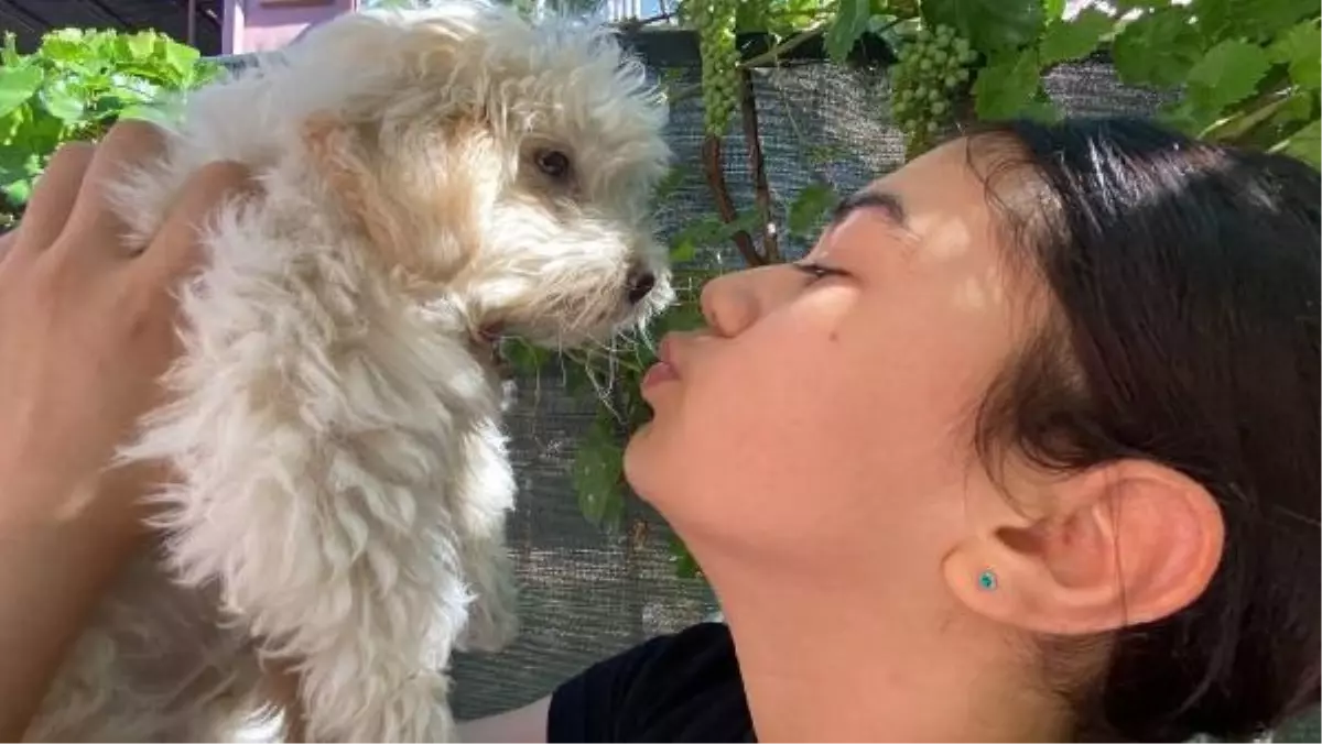 Köpeğini Bulana Ödül Veren Çift, Köpeğini Sosyal Medya Sayesinde Buldu