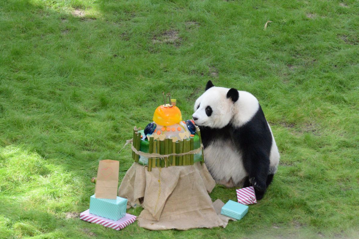Dev Panda Si Hai, 4. Yaş Gününü Katar\'da Kutladı