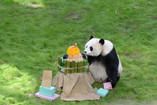 Dev Panda Si Hai, 4. Yaş Gününü Katar'da Kutladı