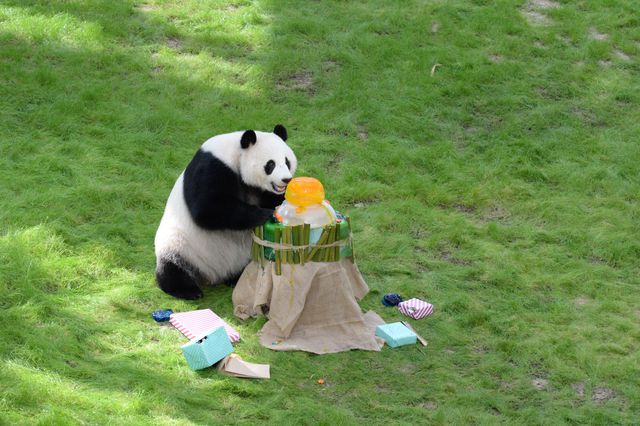 Dev Panda Si Hai, 4. Yaş Gününü Katar'da Kutladı