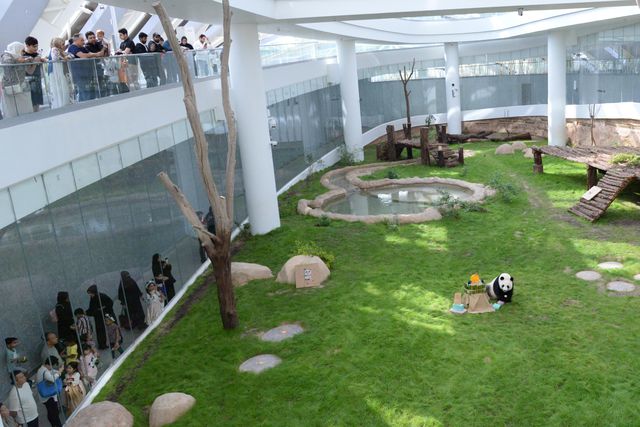 Dev Panda Si Hai, 4. Yaş Gününü Katar'da Kutladı