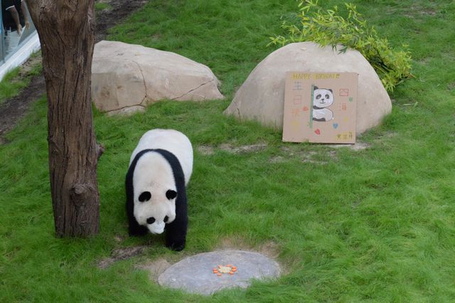 Dev Panda Si Hai, 4. Yaş Gününü Katar'da Kutladı